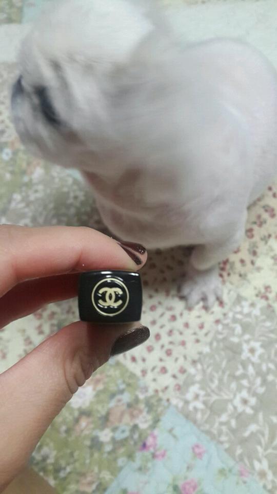 나는 샤넬이다!!!!!  여자에 로망이져 샤넬로고는♡